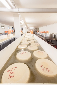  Fotogallery | CASEIFICIO SAN SALVATORE